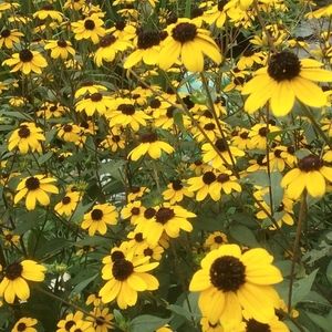 4Native Rudbeckia Triloba Brown Eyed Susan Plants